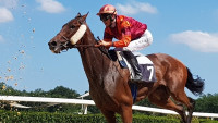 kůň jockey-3628971 1280